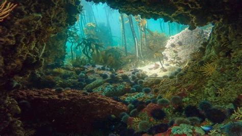 Fernandina Beach's Magical Kelp: A Natural Wonder to Behold